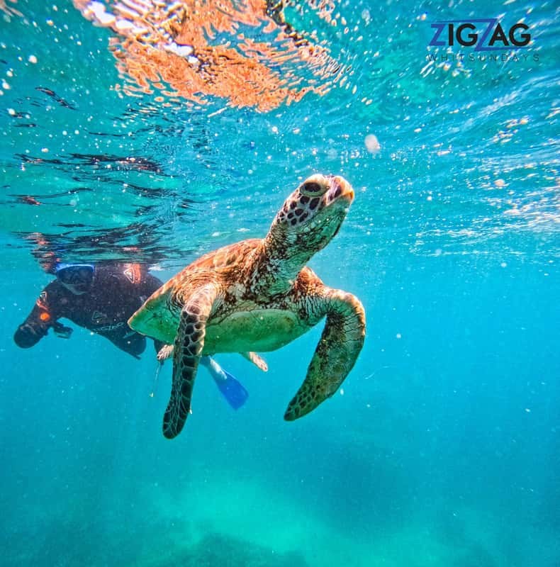 Airlie Beach: Snorkel & Whitehaven Beach Eco-Cruise, Lunch