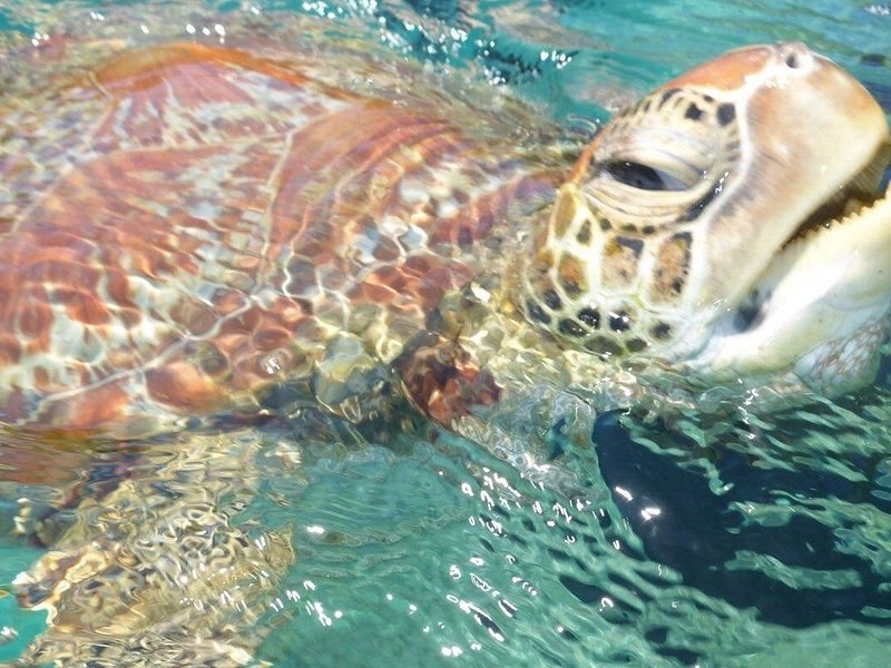 A green turtle lifting its head through the surface of clear water