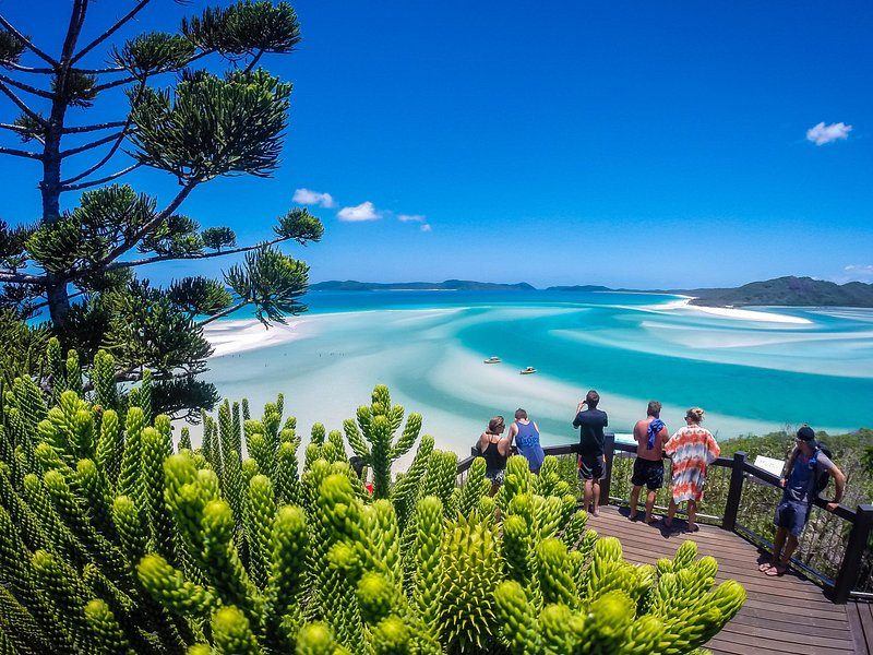 Visitors on the Hill Inlet lookout deck behind a screen of young hoop pines, the sand bars and channels spread out beyond