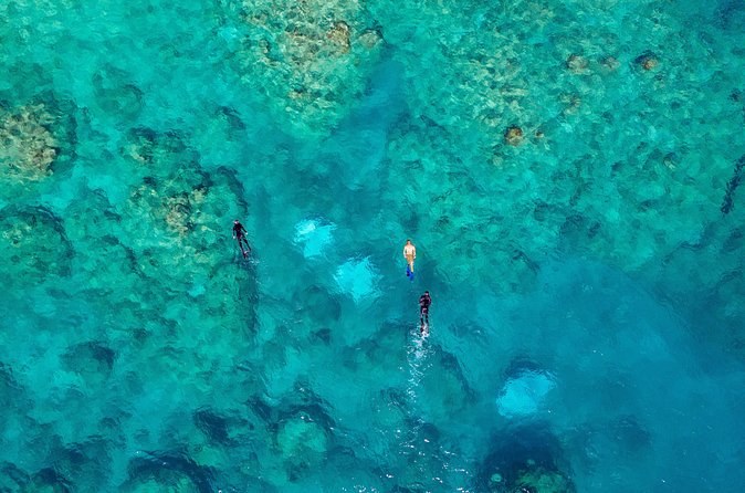 Snorkellers in stinger suits floating over coral heads, seen from straight above